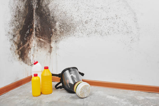 Best Attic Mold Removal  in Bishop, CA